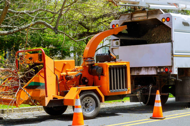 How Our Tree Care Process Works  in  Thornwood, NY