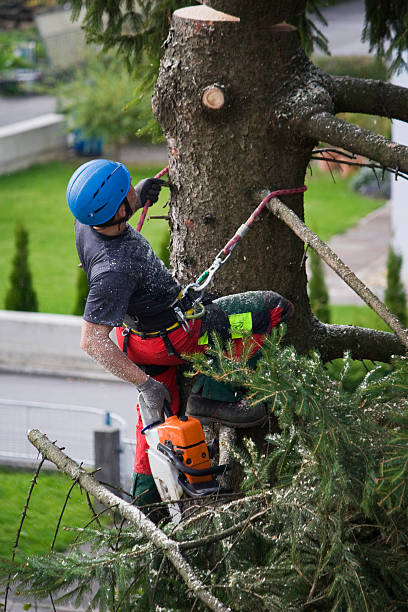 Best Stump Grinding and Removal  in Thornwood, NY