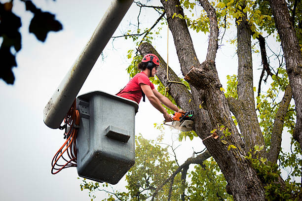 Best Storm Damage Tree Cleanup  in Thornwood, NY